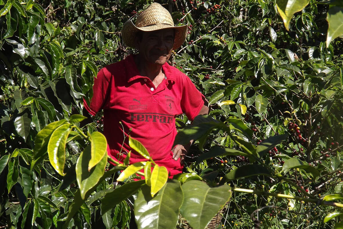 Fermier pe plantație de cafea Fermier pe plantație de cafea